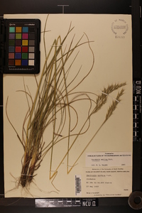 Danthonia sericea image