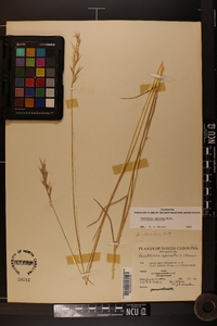 Danthonia sericea image