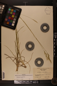 Danthonia sericea image