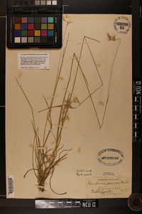 Danthonia sericea image