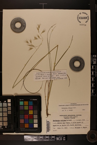 Danthonia sericea image