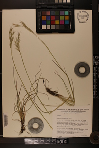 Danthonia sericea image