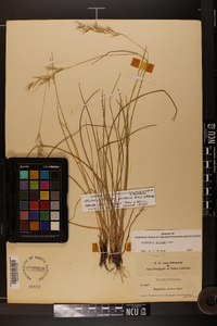 Danthonia sericea image