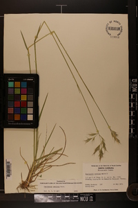 Danthonia sericea image