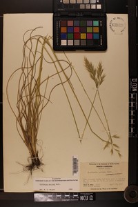 Danthonia sericea image