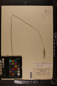 Danthonia sericea image