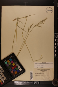 Danthonia sericea image