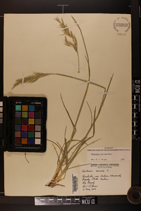 Danthonia sericea image