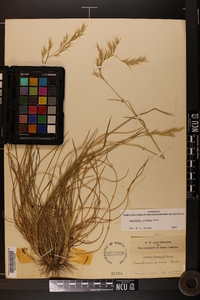 Danthonia sericea image