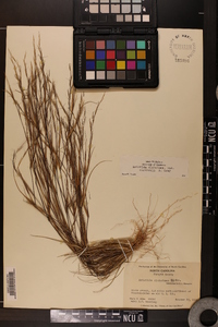 Aristida dichotoma var. curtissii image