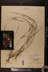 Aristida dichotoma image