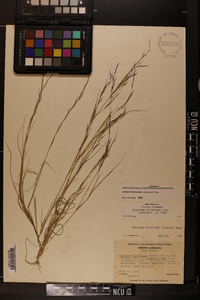 Aristida dichotoma image