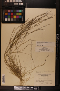 Aristida dichotoma image