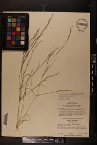 Aristida dichotoma var. curtissii image