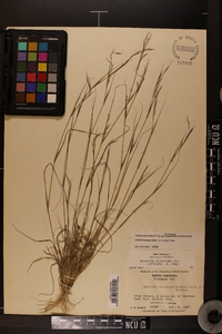 Aristida dichotoma var. curtissii image