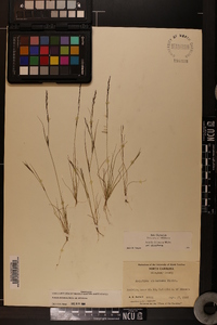 Aristida dichotoma image