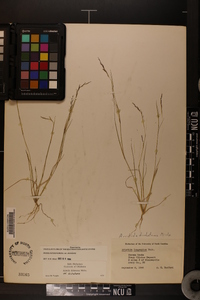 Aristida dichotoma image