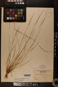 Aristida dichotoma var. dichotoma image