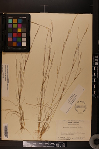 Aristida dichotoma var. dichotoma image