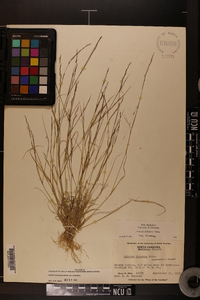 Aristida dichotoma var. dichotoma image