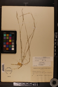 Aristida dichotoma image