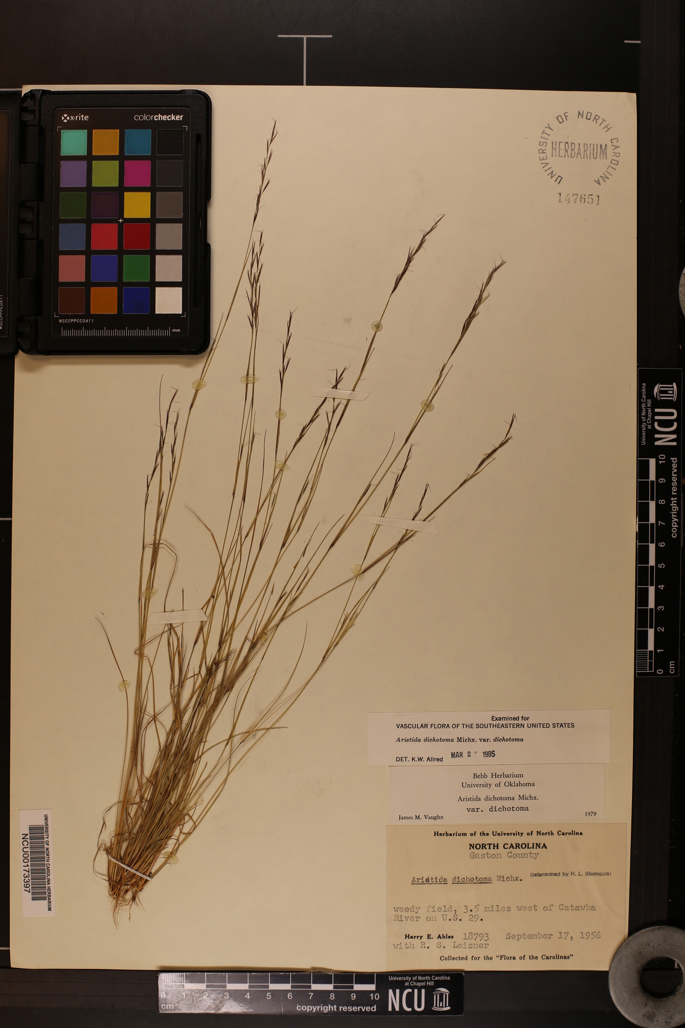 Aristida dichotoma var. dichotoma image