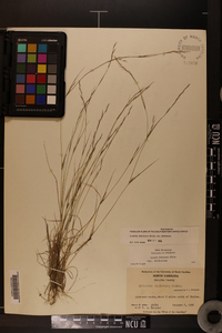 Aristida dichotoma var. dichotoma image