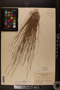 Aristida dichotoma var. dichotoma image