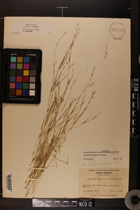 Aristida dichotoma image