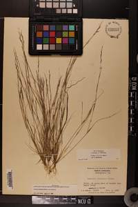 Aristida dichotoma var. dichotoma image