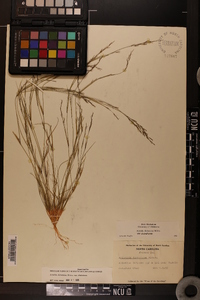 Aristida dichotoma image