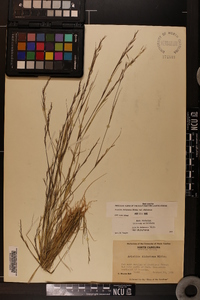 Aristida dichotoma var. dichotoma image