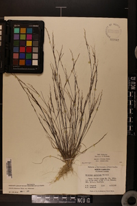 Aristida dichotoma image