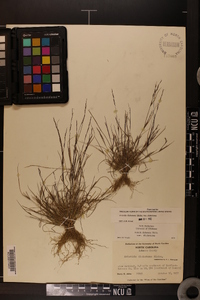 Aristida dichotoma image