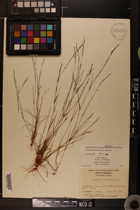 Aristida dichotoma var. dichotoma image