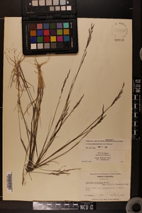 Aristida dichotoma image