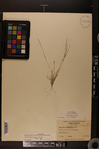 Aristida dichotoma image