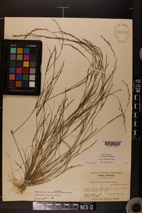 Aristida dichotoma image