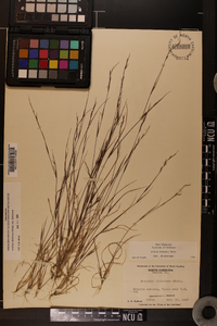 Aristida dichotoma var. dichotoma image