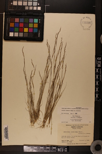 Aristida dichotoma var. dichotoma image