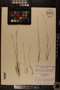 Aristida dichotoma image