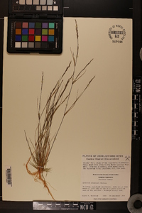 Aristida dichotoma image