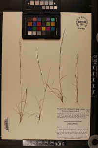 Aristida dichotoma image