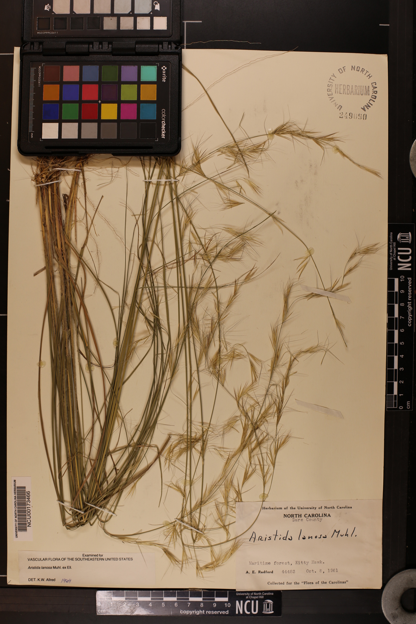 Aristida lanosa image