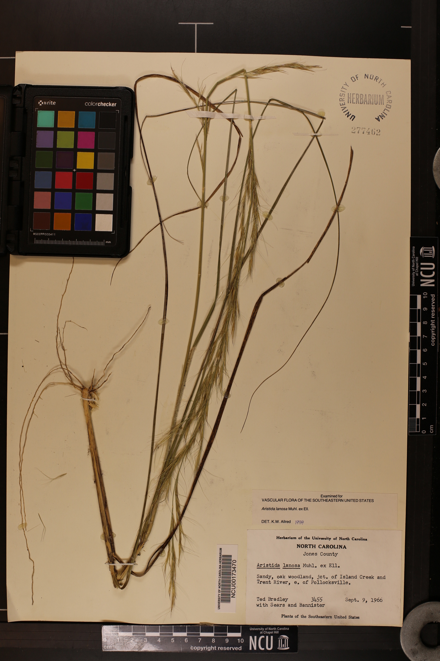 Aristida lanosa image