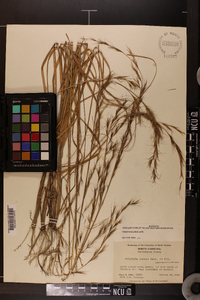 Aristida lanosa image