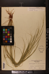 Aristida oligantha image