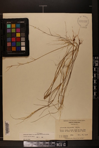 Aristida oligantha image