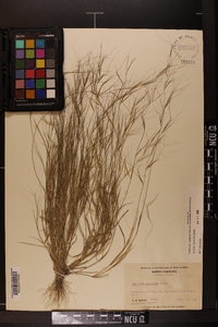 Aristida oligantha image