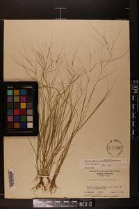 Aristida oligantha image